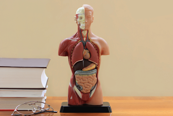 Anatomy Model